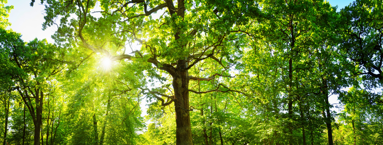Oak trees and construction project in Glendale